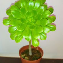 A photo of Aeonium arboreum