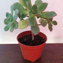 A photo of Aeonium haworthii cv kiwi