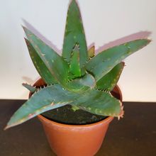 A photo of Aloe brevifolia