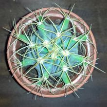 Una foto de Ferocactus glaucescens