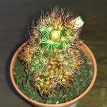 A photo of Mammillaria elongata
