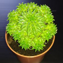 Una foto de Euphorbia susannae