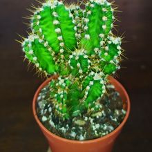 Una foto de Acanthocereus tetragonus cv. fairy castle