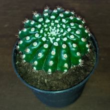 Una foto de Notocactus uebelmannianus