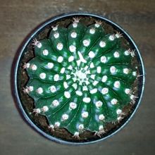 Una foto de Notocactus uebelmannianus