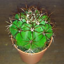 A photo of Melocactus curvispinus