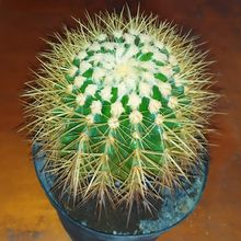 A photo of Echinocactus grusonii