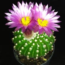Una foto de Notocactus uebelmannianus