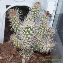 A photo of Corynopuntia x viridiflora (HIBRIDO)
