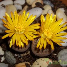 A photo of Lithops aucampiae ssp. aucampiae var. aucampiae