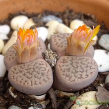 A photo of Lithops aucampiae ssp. aucampiae var. aucampiae