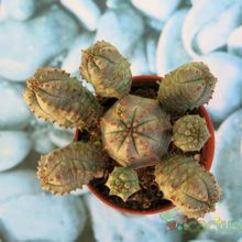 Una foto de Euphorbia pseudoglobosa