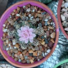 A photo of Gymnocalycium anisitsii ssp. damsii cv. Multiproliferum