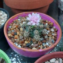 A photo of Gymnocalycium anisitsii ssp. damsii cv. Multiproliferum