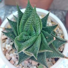 Una foto de Haworthia limifolia