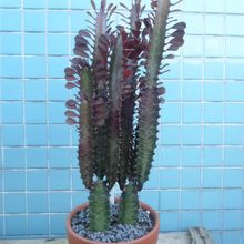 Una foto de Euphorbia trigona var. rubra