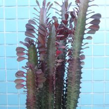 Una foto de Euphorbia trigona var. rubra