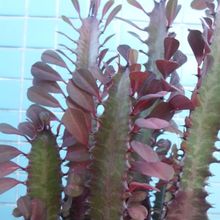 Una foto de Euphorbia trigona var. rubra