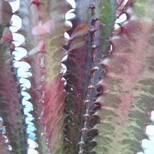 Una foto de Euphorbia trigona var. rubra