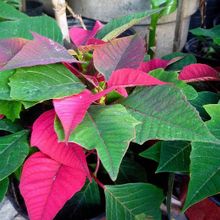 Una foto de Euphorbia pulcherrima