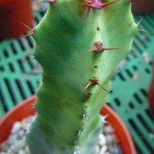 Una foto de Euphorbia resinifera