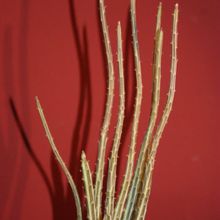 A photo of Kleinia gregorii