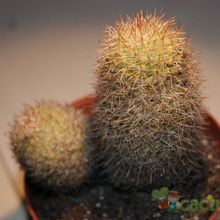 A photo of Mammillaria eriacantha