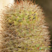A photo of Mammillaria eriacantha