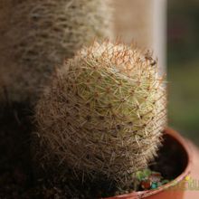 A photo of Mammillaria eriacantha