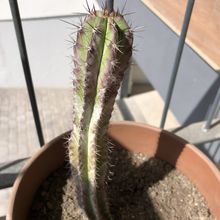 Photo of a cactus currently being identified