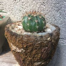 Photo of a cactus currently being identified