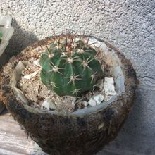 Photo of a cactus currently being identified