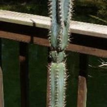 Una foto de Pilosocereus pachycladus