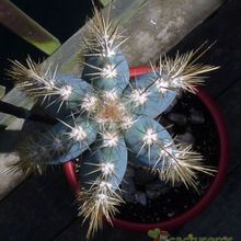 Una foto de Pilosocereus pachycladus