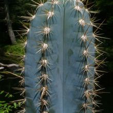 Una foto de Pilosocereus pachycladus