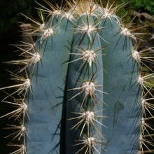 Una foto de Pilosocereus pachycladus