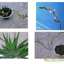 Una foto de Haworthia minor