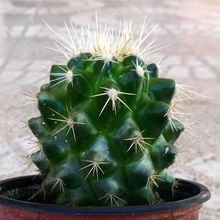A photo of Echinocactus grusonii