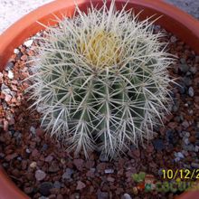 A photo of Echinocactus grusoni