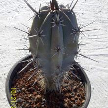 A photo of Pachycereus tepamo