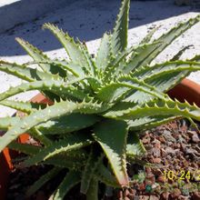 Una foto de Aloe parvula
