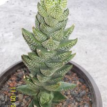 A photo of Haworthia coarctata