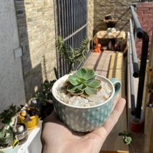 Foto de un cactus que se está identificando actualmente