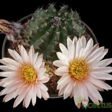 A photo of Echinocereus pulchellus ssp. sharpii