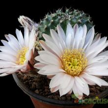 A photo of Echinocereus pulchellus ssp. sharpii
