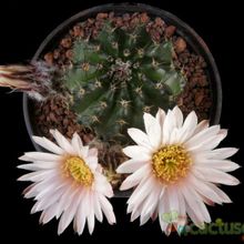 A photo of Echinocereus pulchellus ssp. sharpii