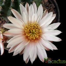 A photo of Echinocereus pulchellus ssp. sharpii
