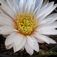 A photo of Echinocereus pulchellus ssp. sharpii
