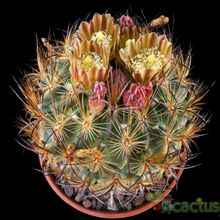Una foto de Echinomastus unguispinus ssp. laui