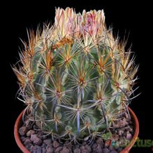 Una foto de Echinomastus unguispinus ssp. laui